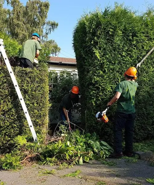 Healthy green grass receiving an even lawn treatment