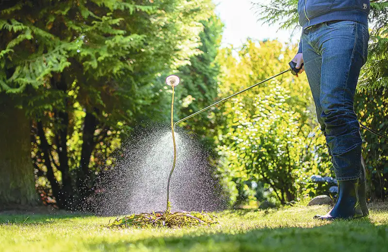 Healthy green grass receiving an even lawn treatment