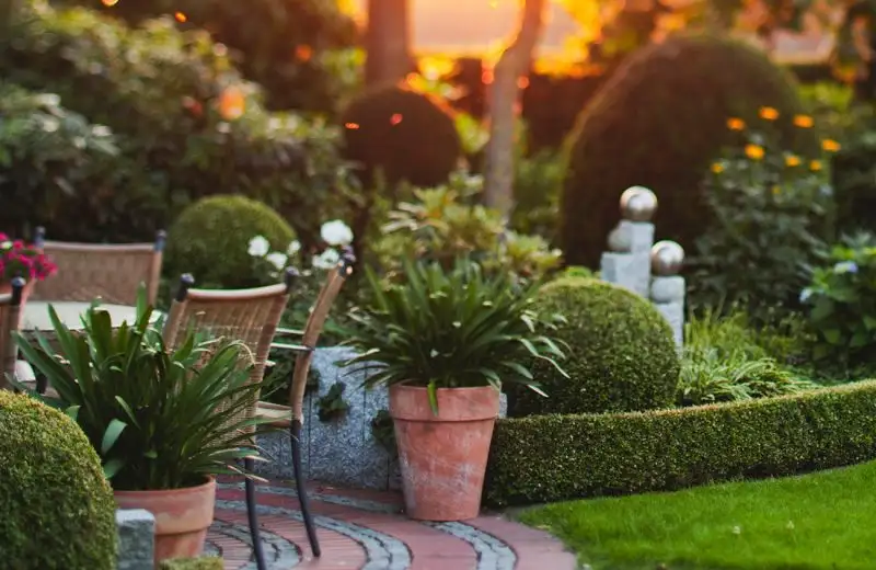 Evenly trimmed green shrubs lining a residential yard