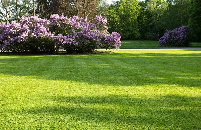 A landscaped front yard with layered plants, mulch, and defined garden beds